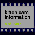 kitten care information